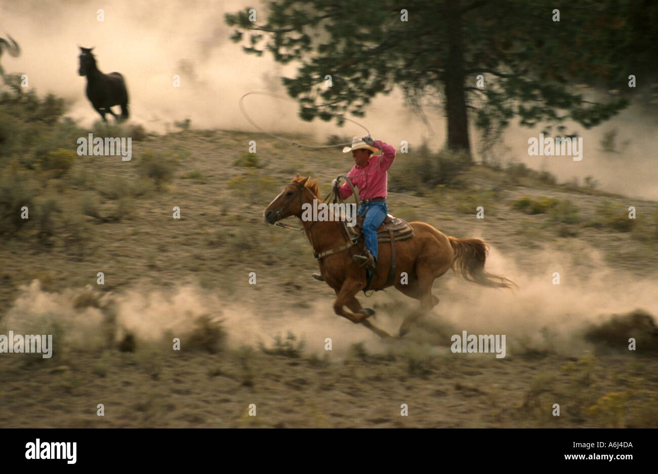 The Tired Cowboys Chase A Wild Horse Into The Barn Nouns at Gregory ...