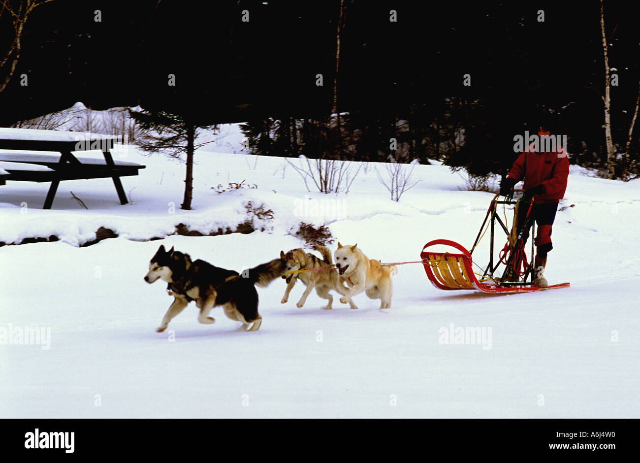 Canada Quebec Sledge Stock Photo Alamy