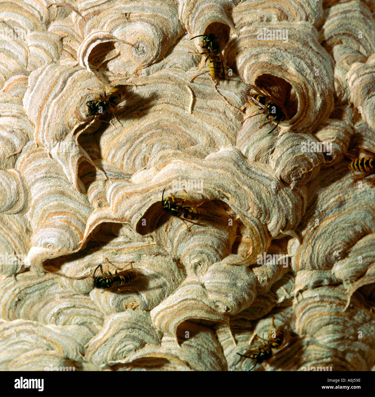 Close-up study of Wasp nest with workers adding paper pulp Stock Photo