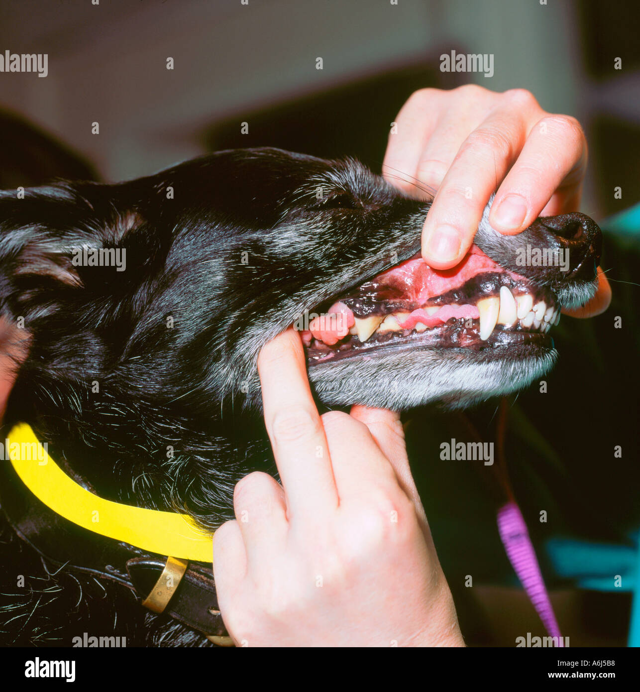Epulis Dog