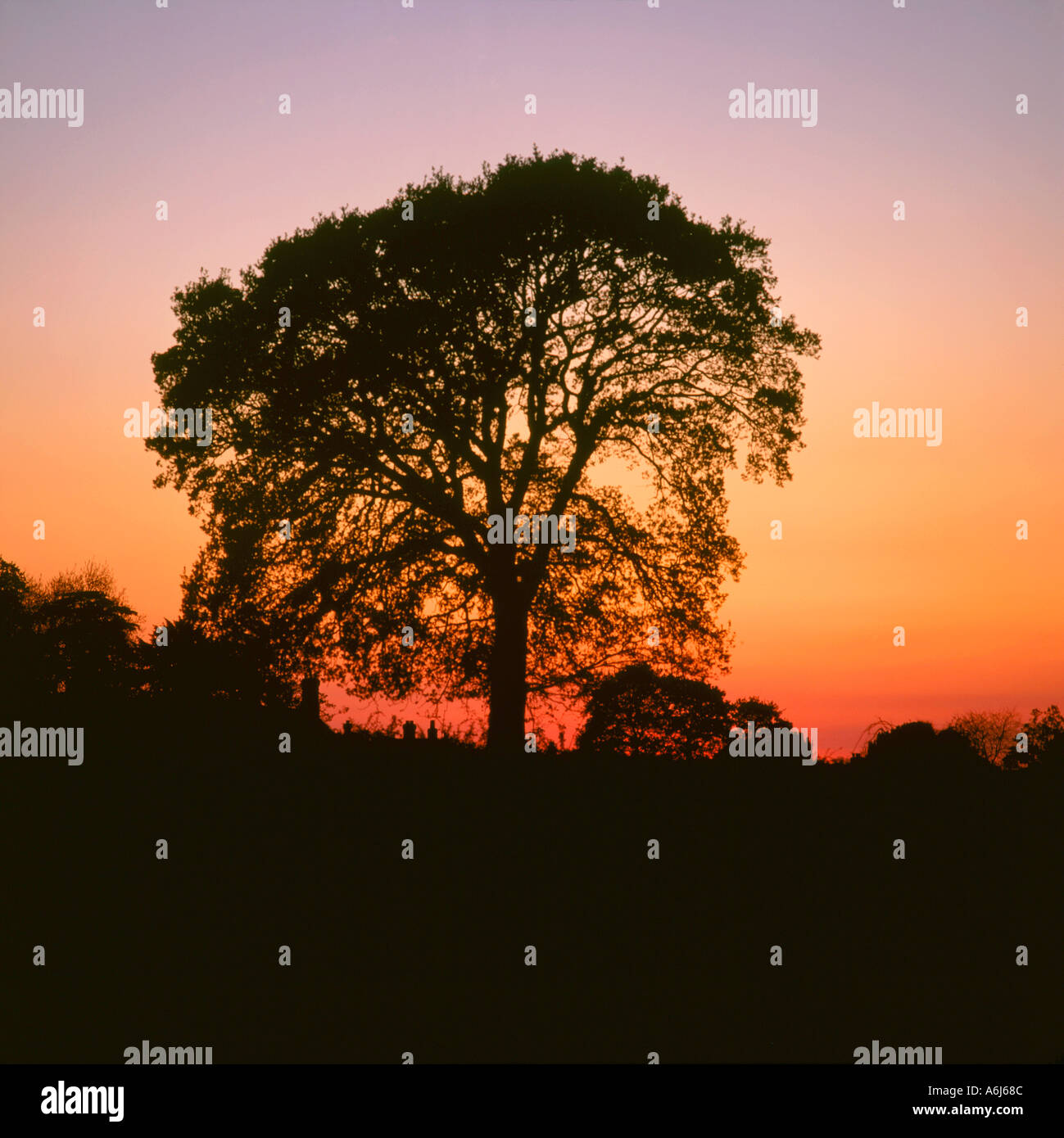 Quercus oak tree sunset hi-res stock photography and images - Alamy