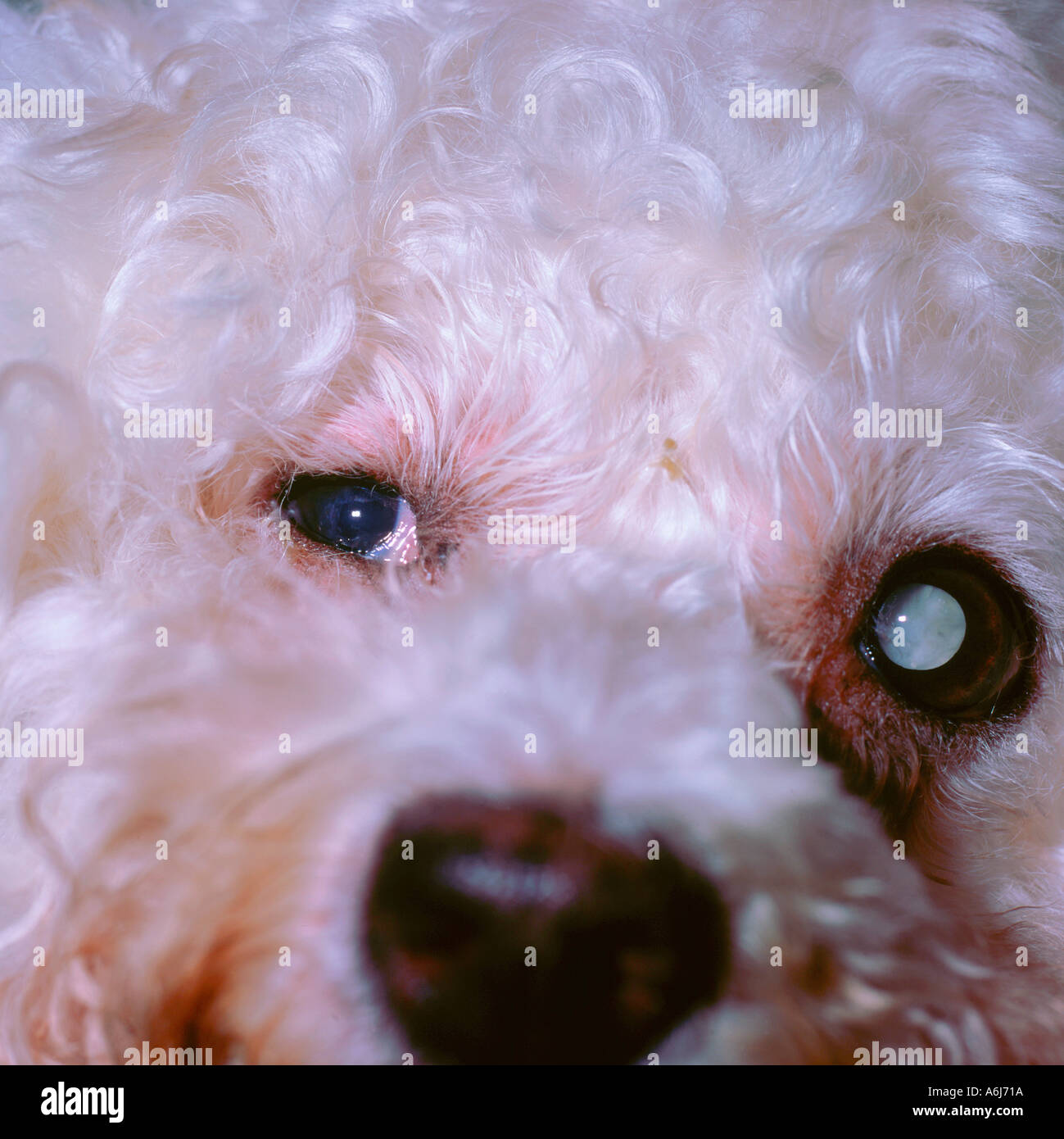 Bichon Frise with cataract in left eye 