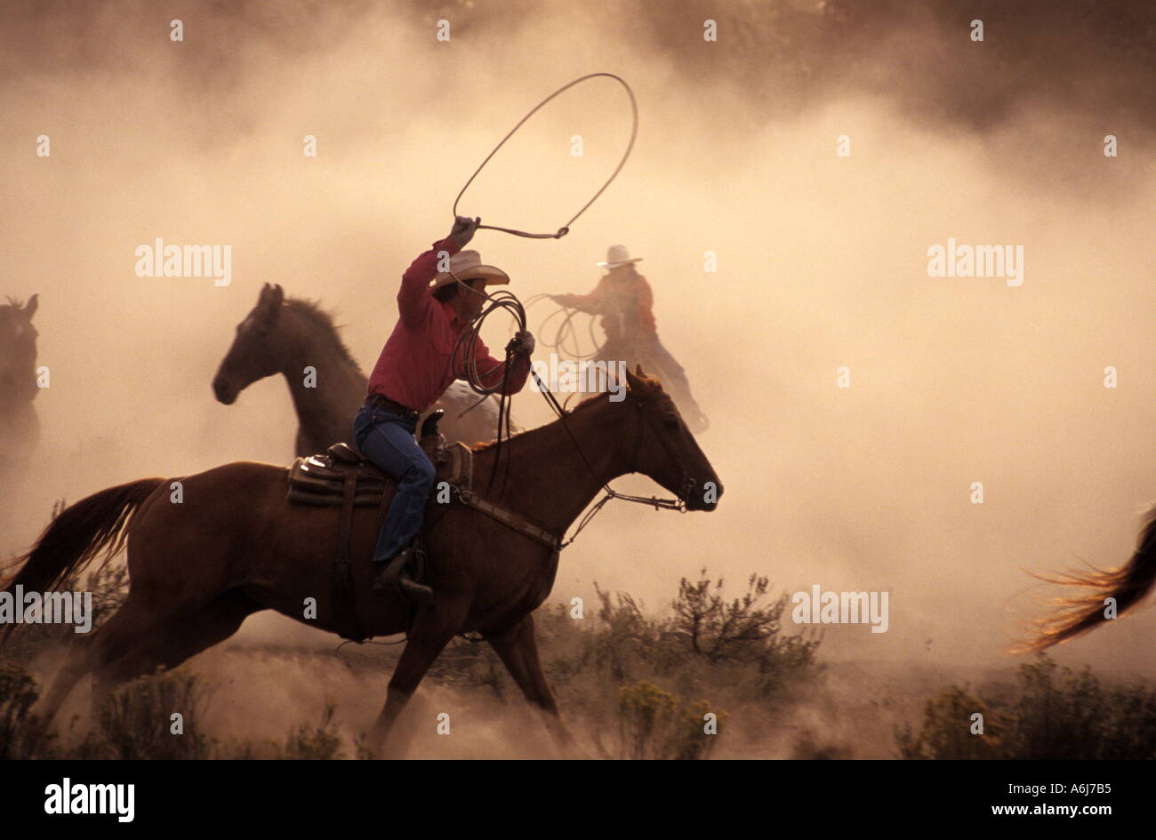 Cowboys Roping Horses Stock Photo 2140084 Alamy