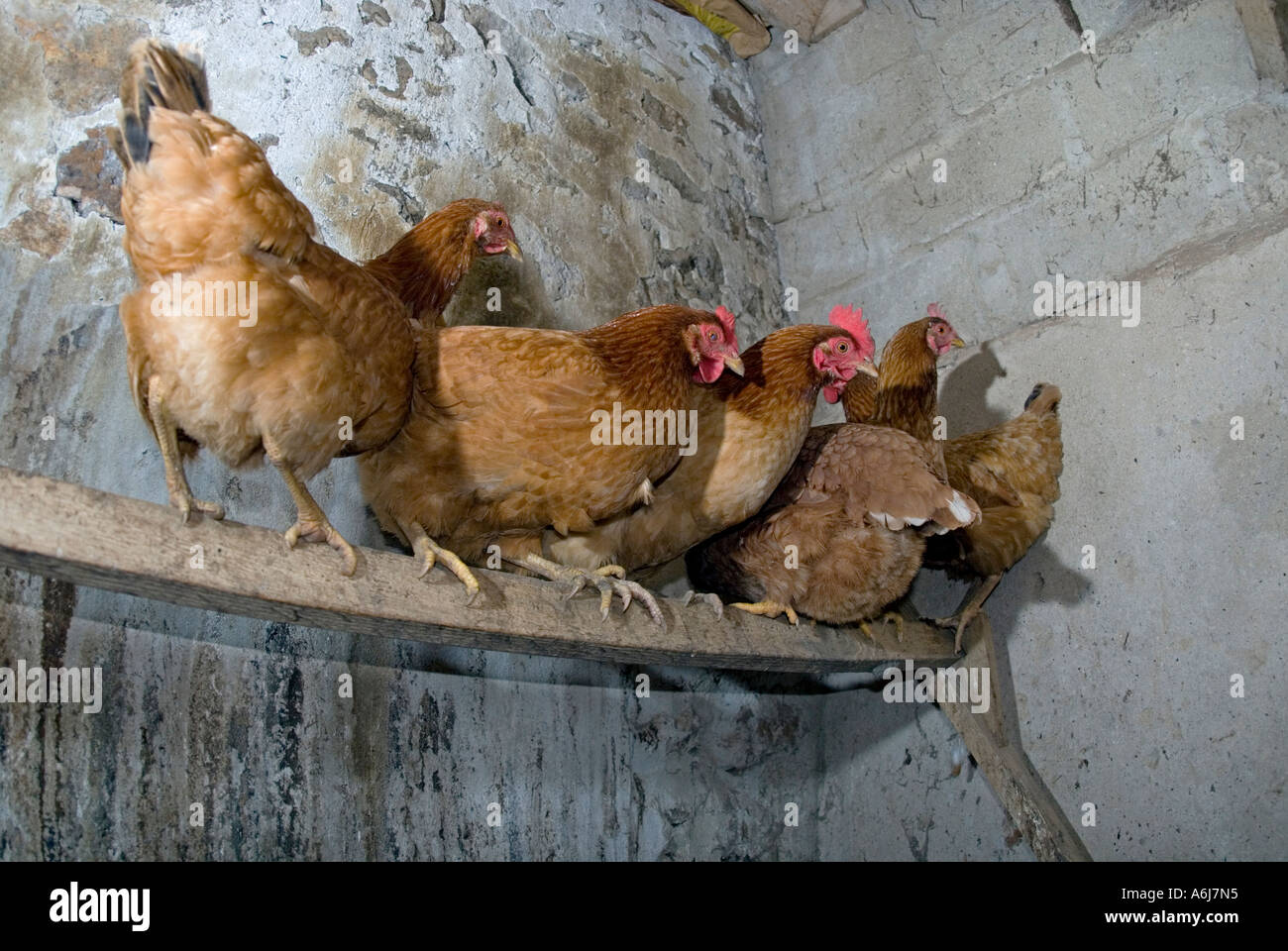 Six hens about to sleep in the chicken coop Stock Photo Alamy