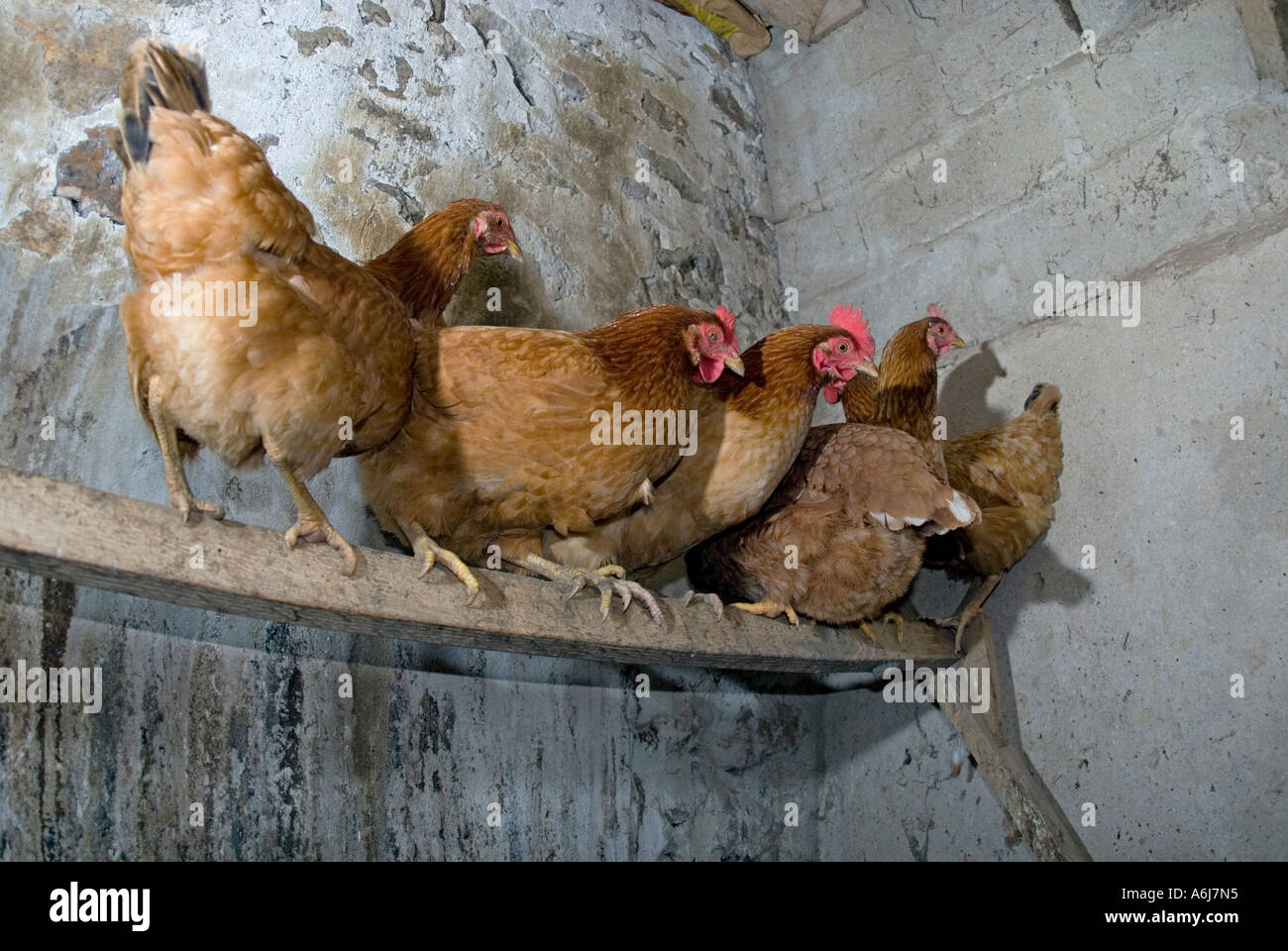 Six hens about to sleep in the chicken coop Stock Photo
