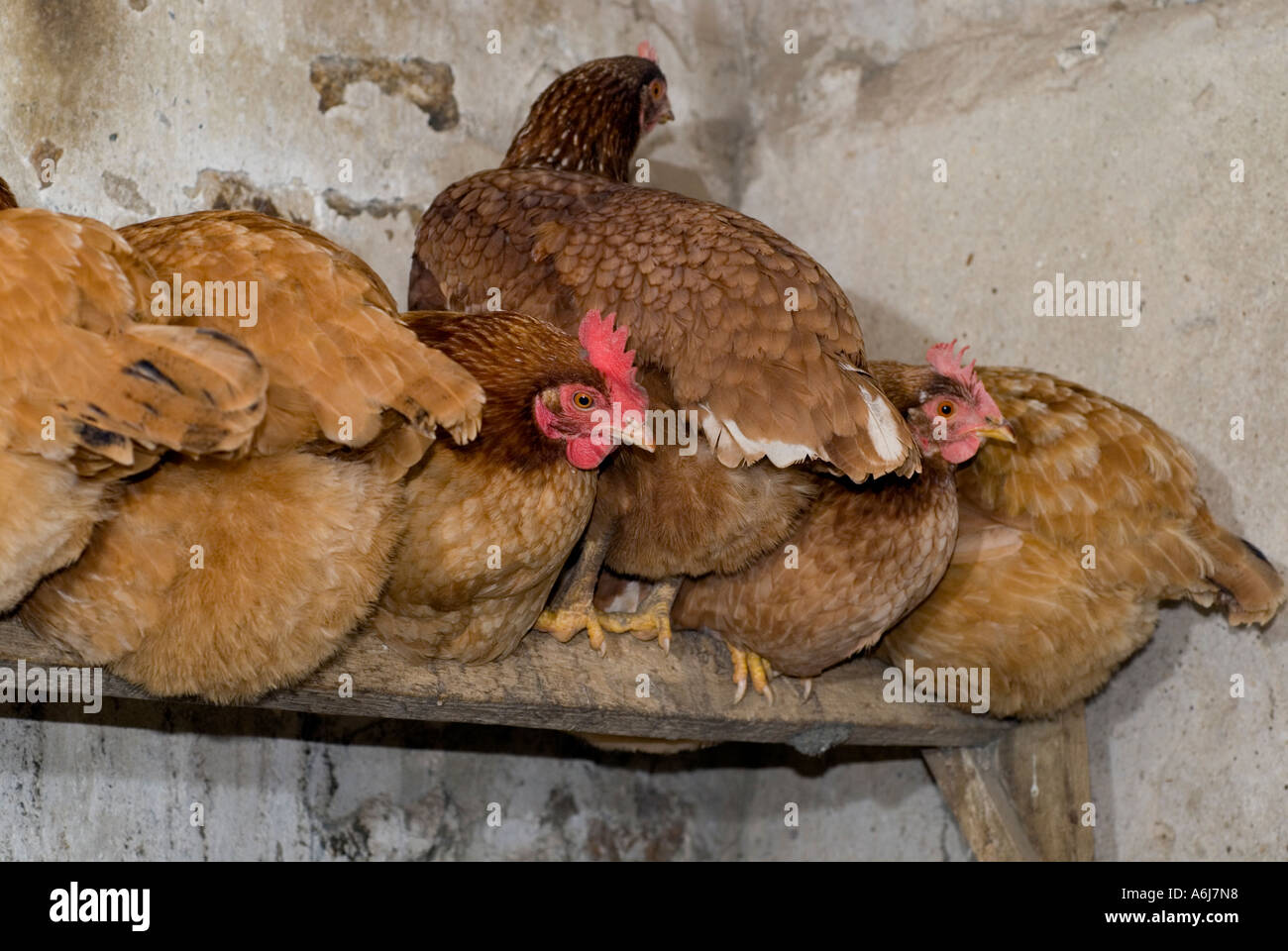 Six hens about to sleep in the chicken coop Stock Photo Alamy