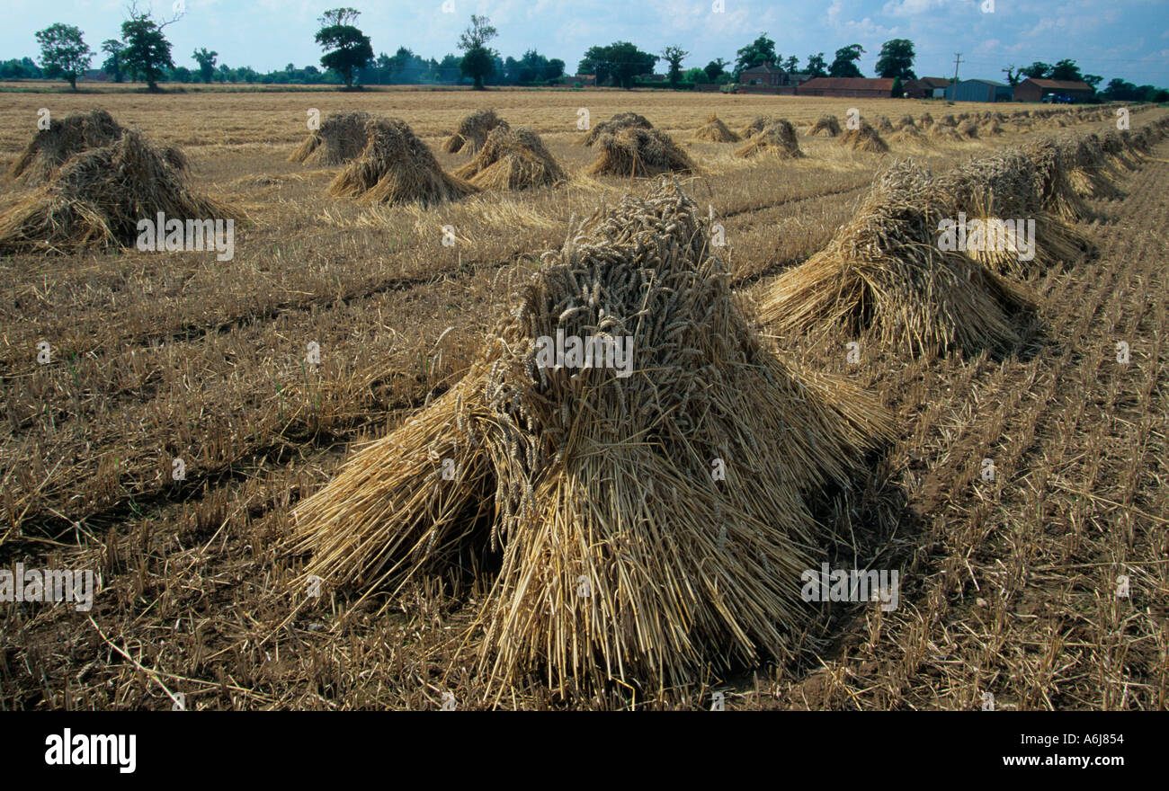 Sheaves of grain hires stock photography and images Alamy