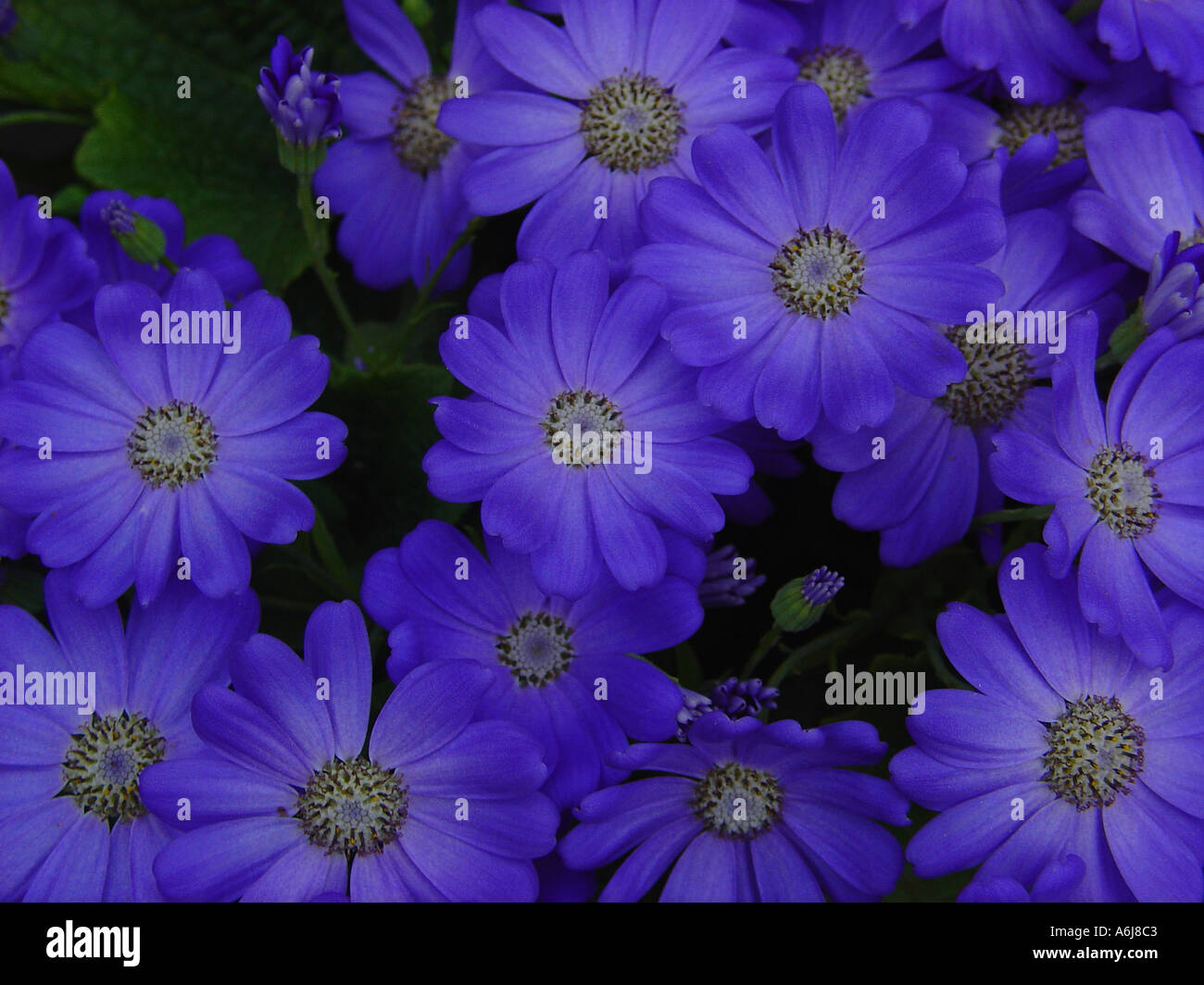 blue daisies  Stock Photo