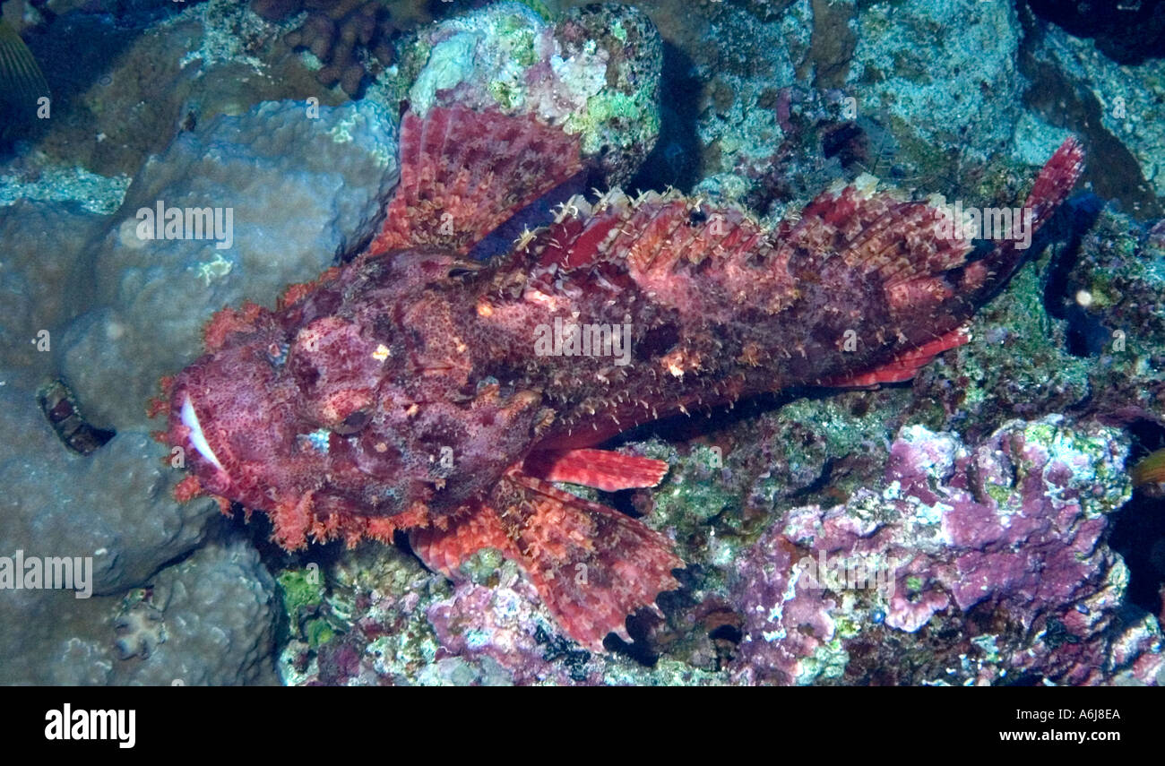 Red Sea Walkman or Devilfish (Inimicus filamentosus) Southern Red Sea, Egypt Stock Photo