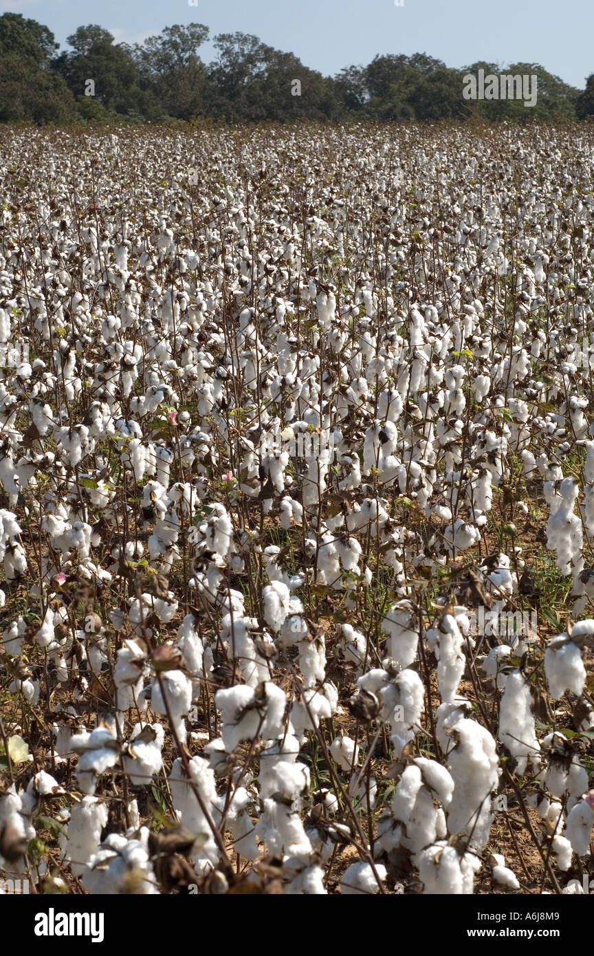 Cotton Plantation High Resolution Stock Photography and Images