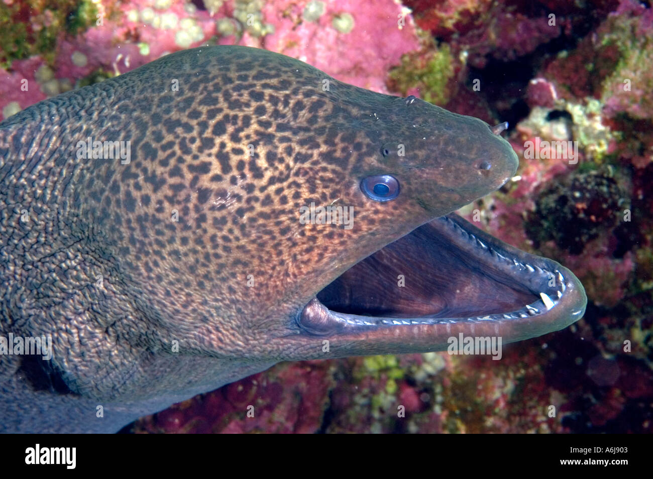 Giant Moray Eel "Gymnothorax javanicus" in the Southerrn Red Sea, Egypt Stock Photo