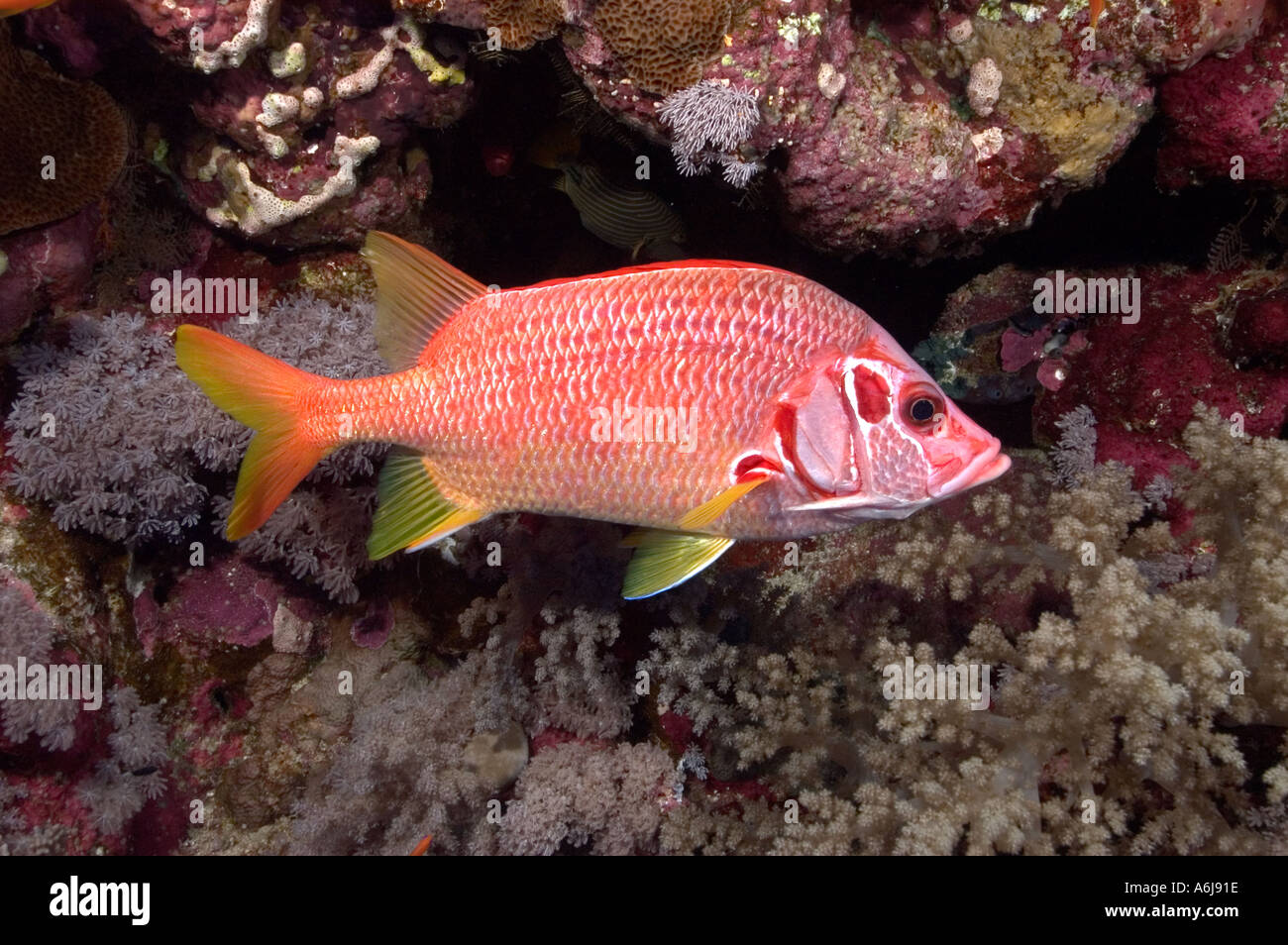 Whiteedged Soldierfish (Myripristis murdjan) in the Southern Red Sea, Egypt Stock Photo