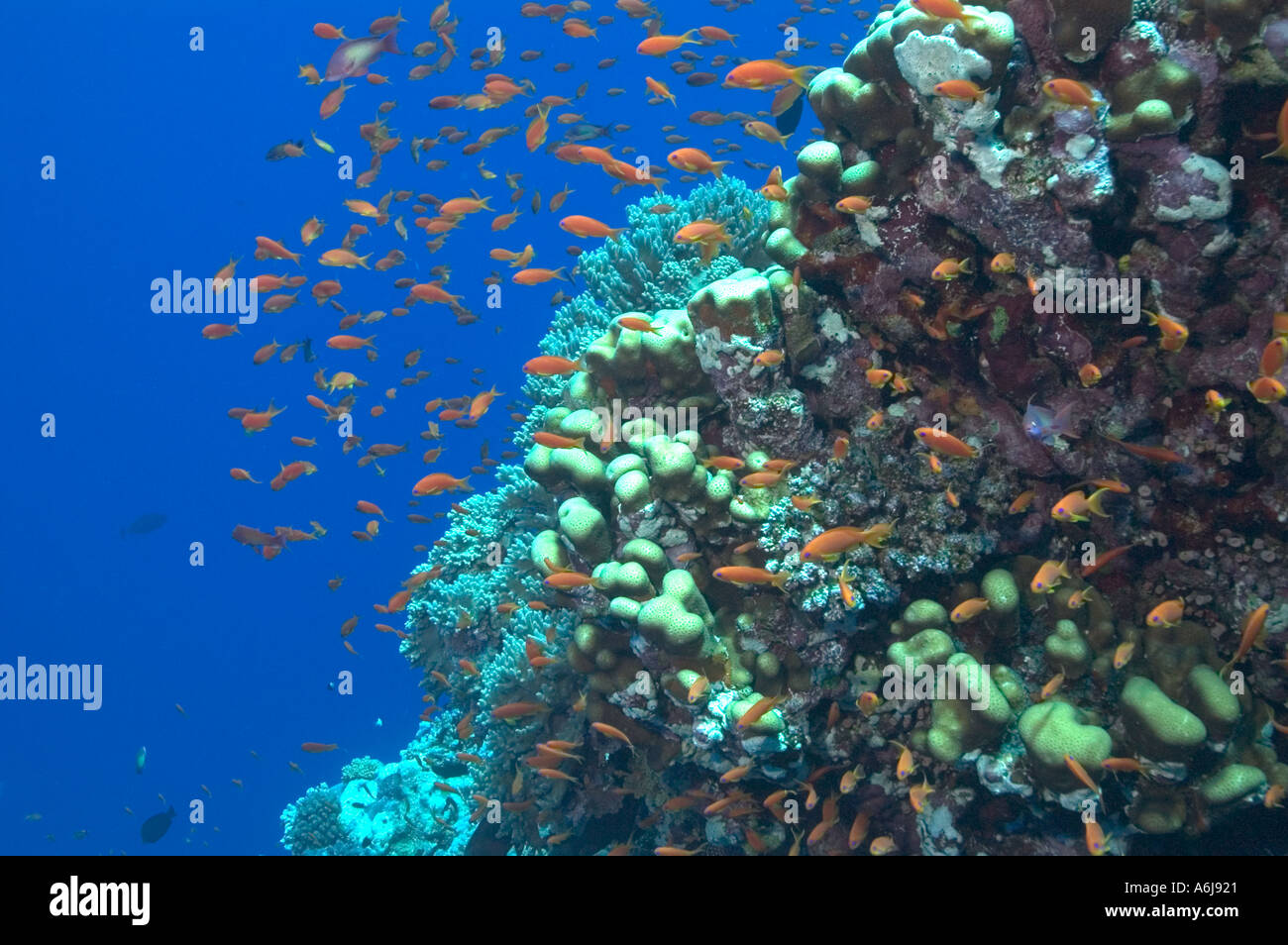 Red Sea Reef Scene with hard corals and Anthias, Southern Red Sea ...