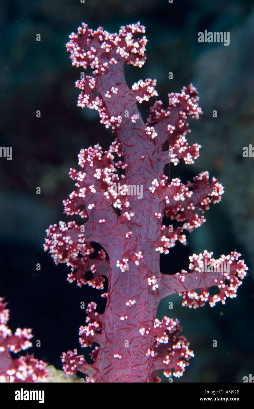 Prickley Alcyonariun Coral (Dendronephthya sp) in the Southern Red Sea, Egypt Stock Photo