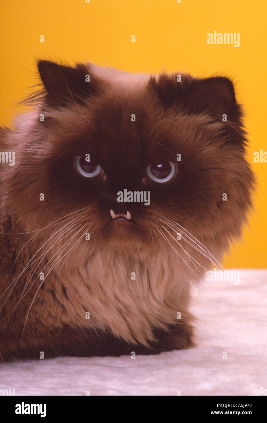 sealpoint Himalayan cat blue eyes fang like lower teeth intense stare