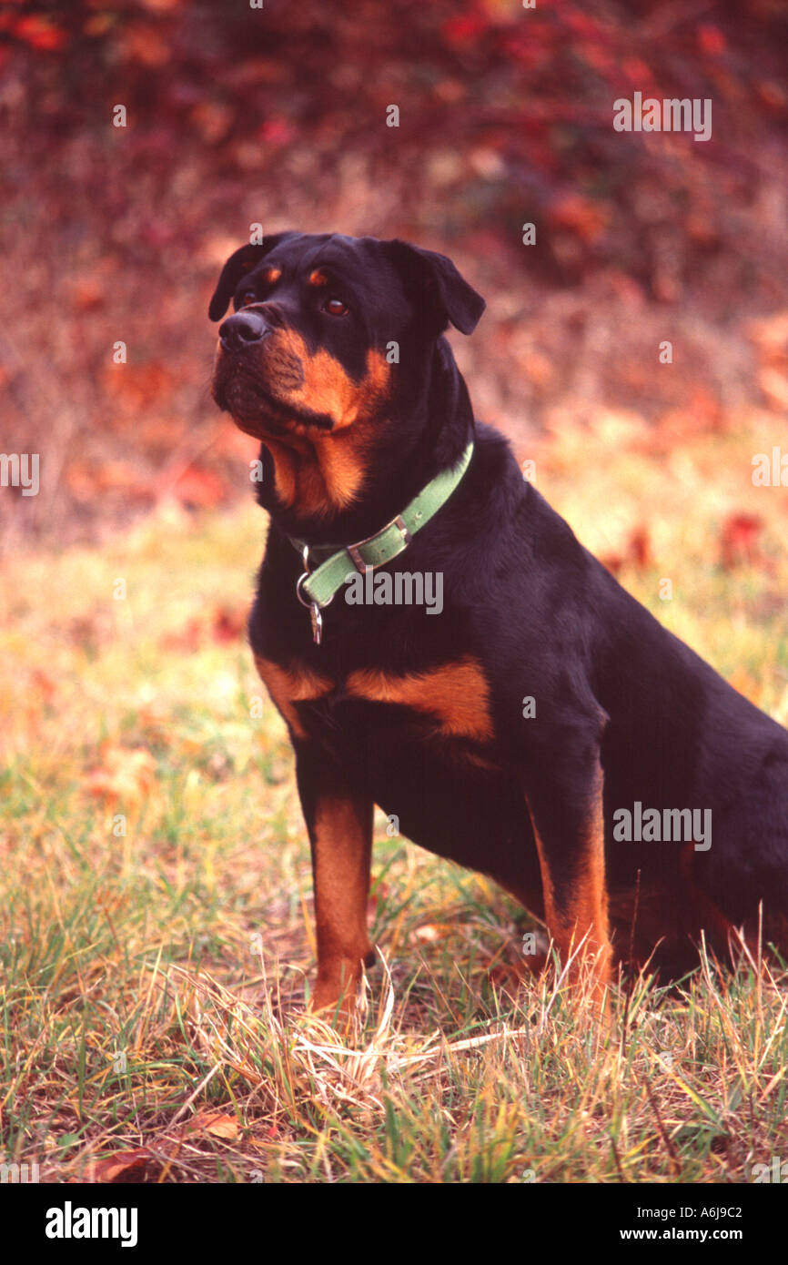 dog Rottweiler in meadow Fall colors PR 162 159183 Stock Photo - Alamy