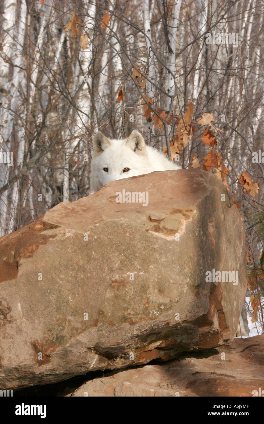White Timber Wolf behind a rock in Northern Minnesota Stock Photo Alamy