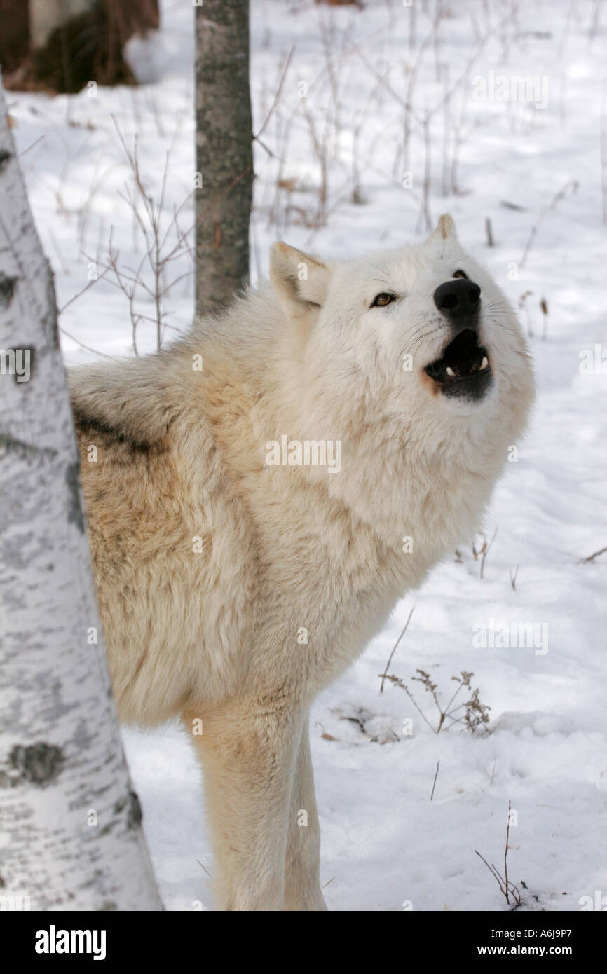 White Timber Wolf howling in Northern Minnesota Stock Photo Alamy