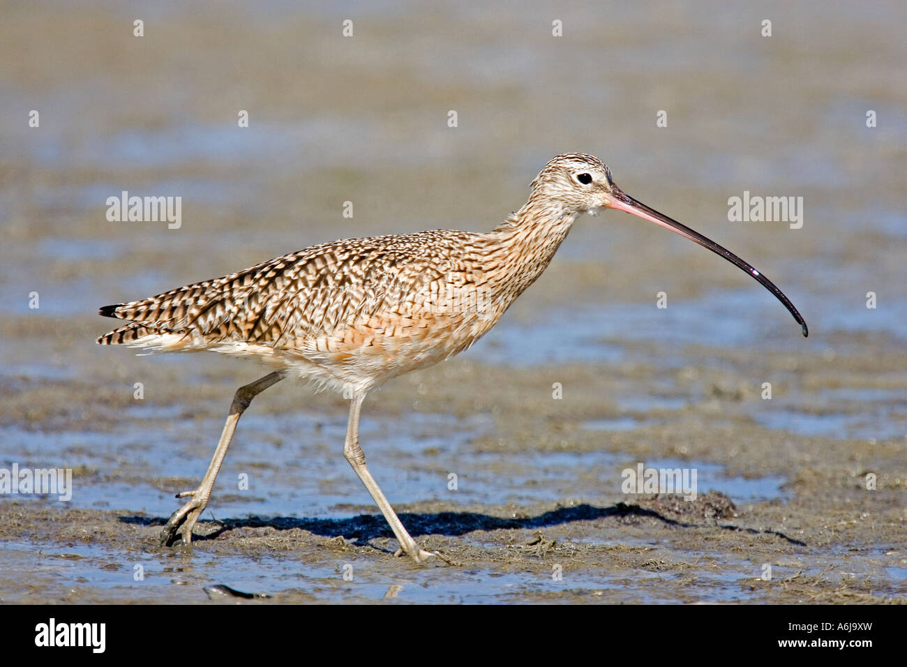 Long-Billed Curlew. Stock Photo