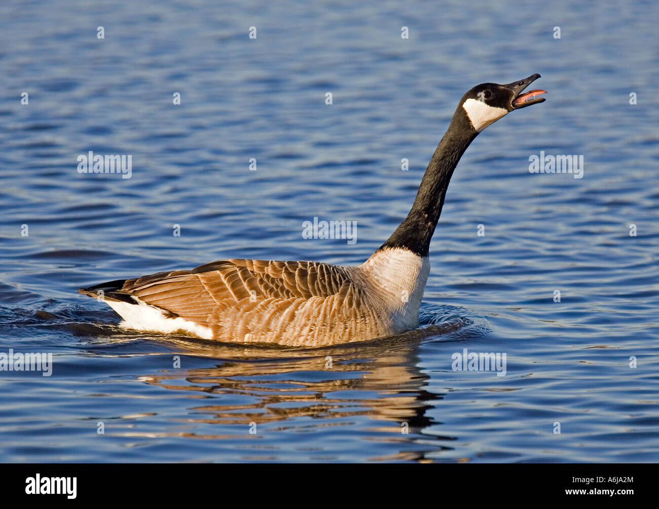 Canada goose hi res stock photography and images Alamy