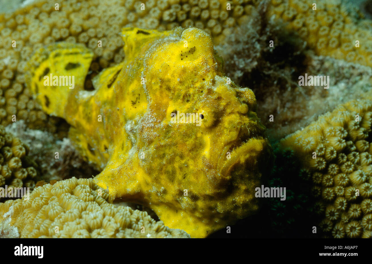 yellow longlure frogfish Antennarius multiocellatus Stock Photo