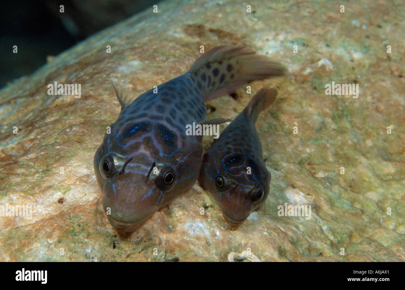 couple of shore clingfish, Lepadogaster lepadogaster Stock Photo