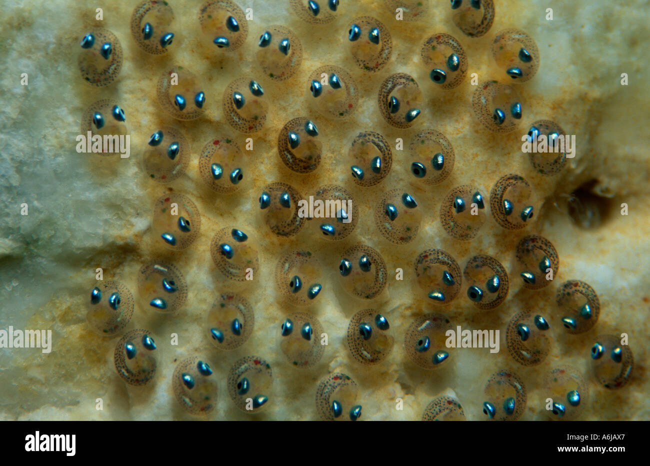 eggs of small marine fish, Lepadogaster lepadogaster Stock Photo