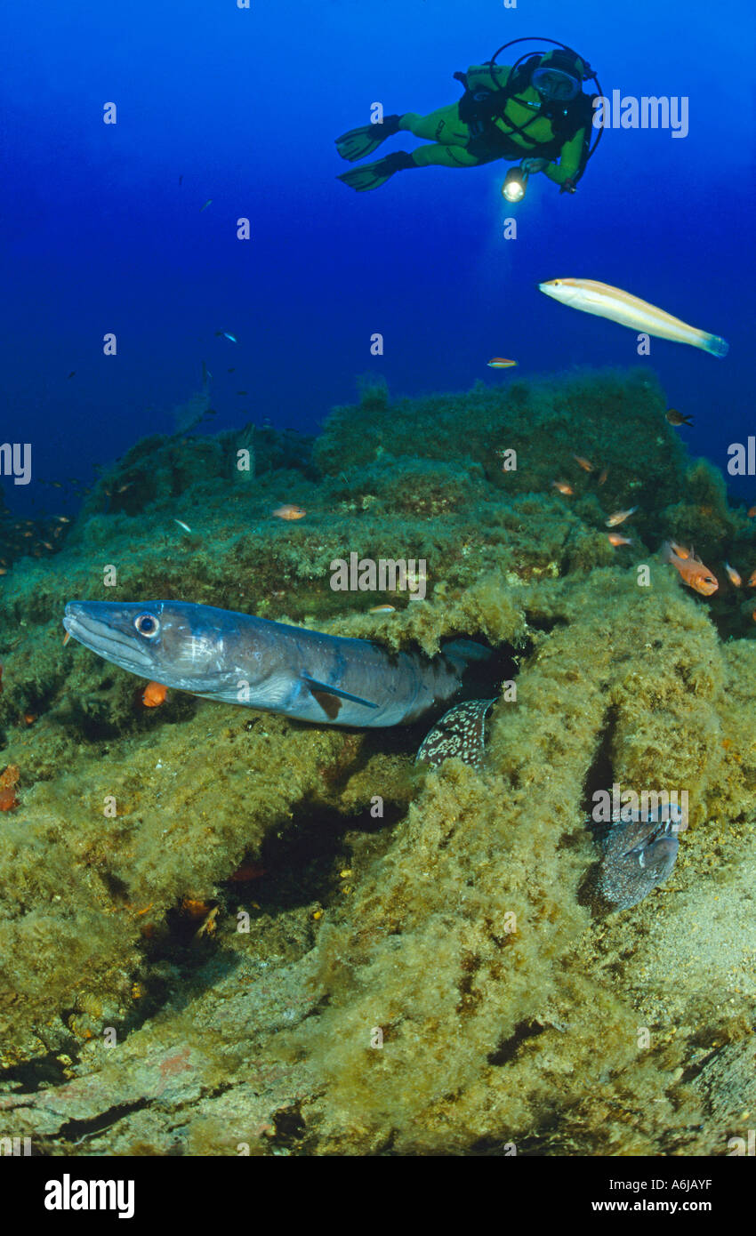 scuba diver meets moray eel and conger eel, Conger conger, Balearic Islands, Spain