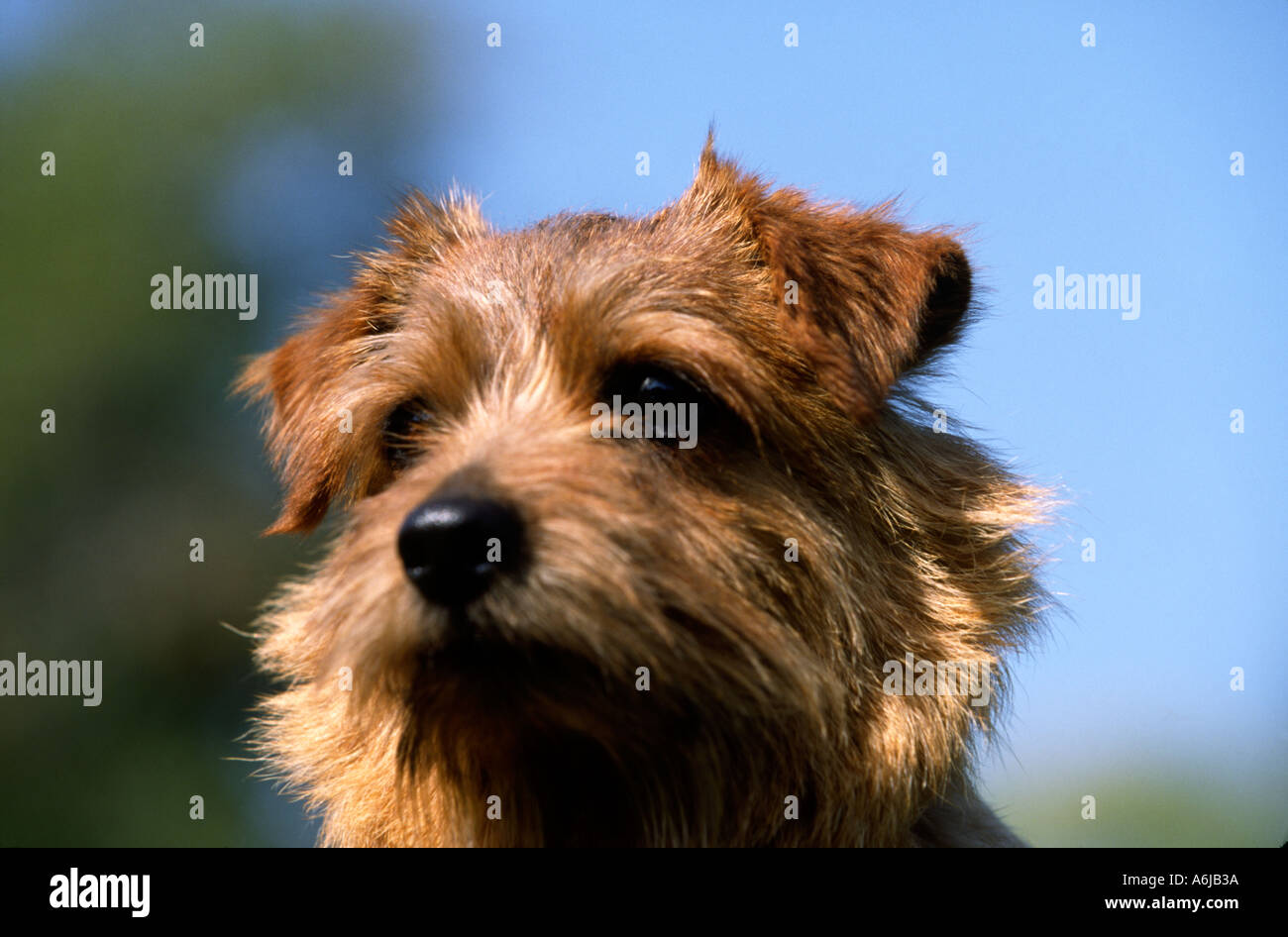Outdoor Portrait Cute Norfolk Terrier Hi Res Stock Photography And Images Alamy