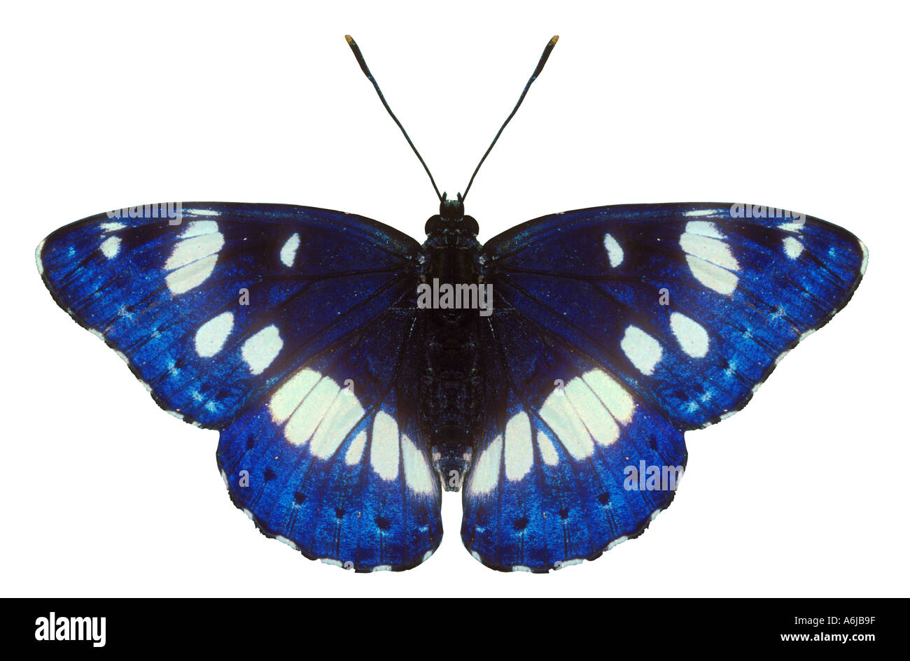 White Admiral Butterfly cut out Stock Photo