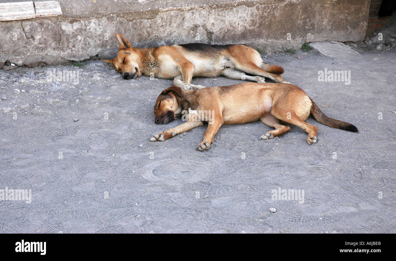 Two dogs asleep Stock Photo - Alamy