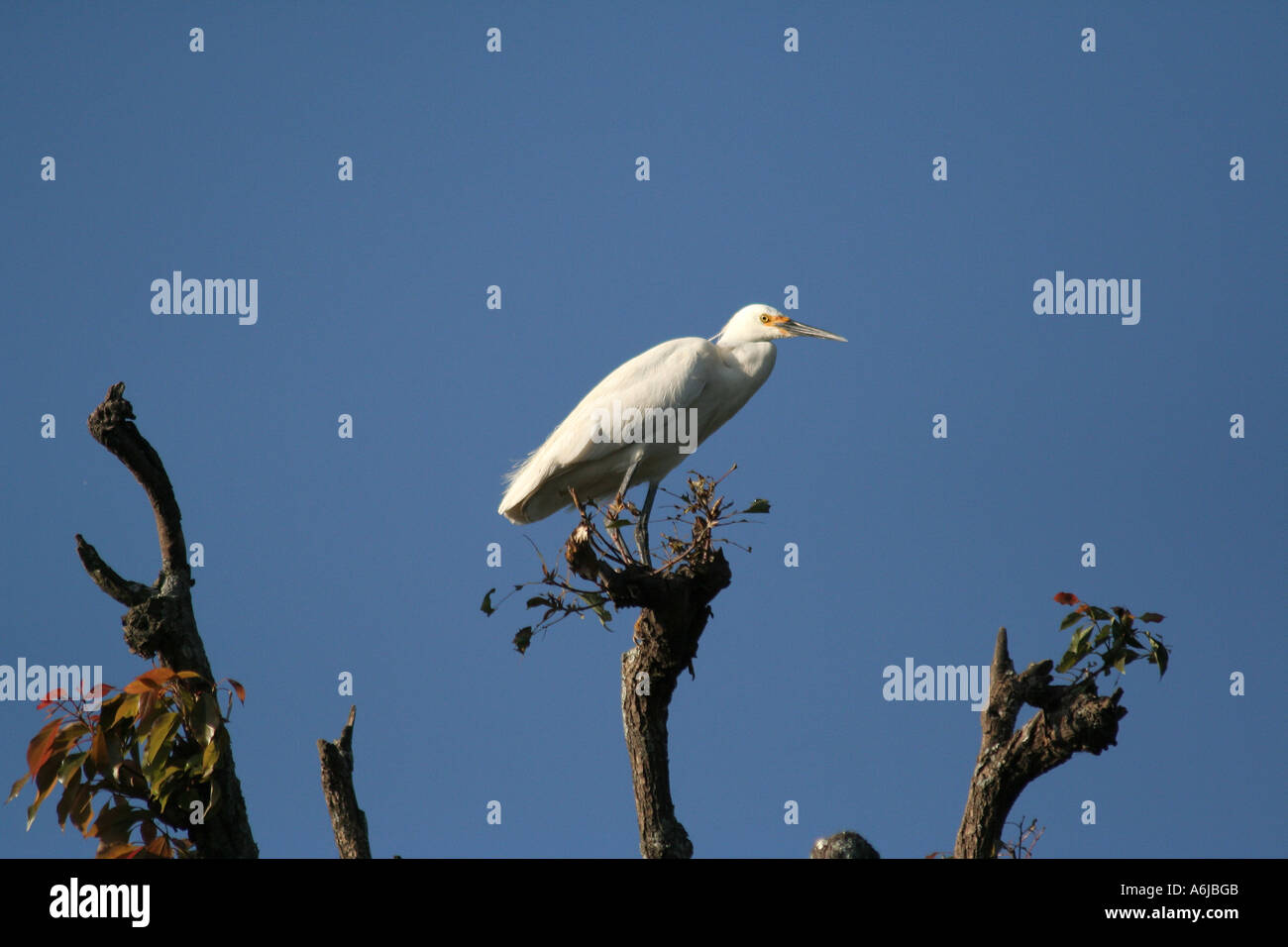 Antan: White Heron perched on a tree, Lake Anosy, Antananarivo, the capital of Madagascar Stock Photo