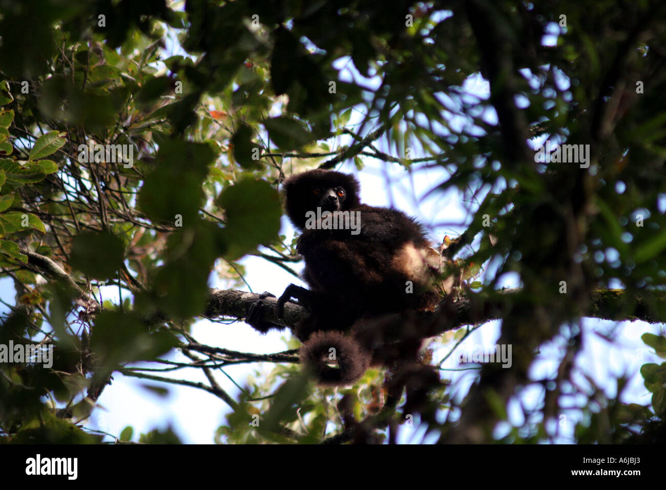 Greater Bamboo Lemur in Parc National de Mantadia,  ( Andasibe ), Madagascar ( Critically endagered ) Stock Photo