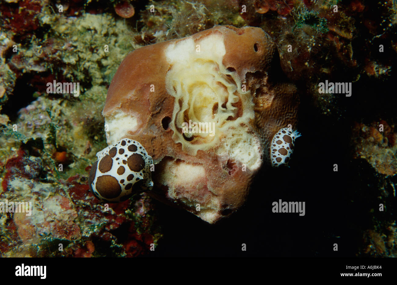 feeding Dotted sea slugs with eggs on sponge, Peltodoris atromaculata on Petrosia ficiformis Stock Photo
