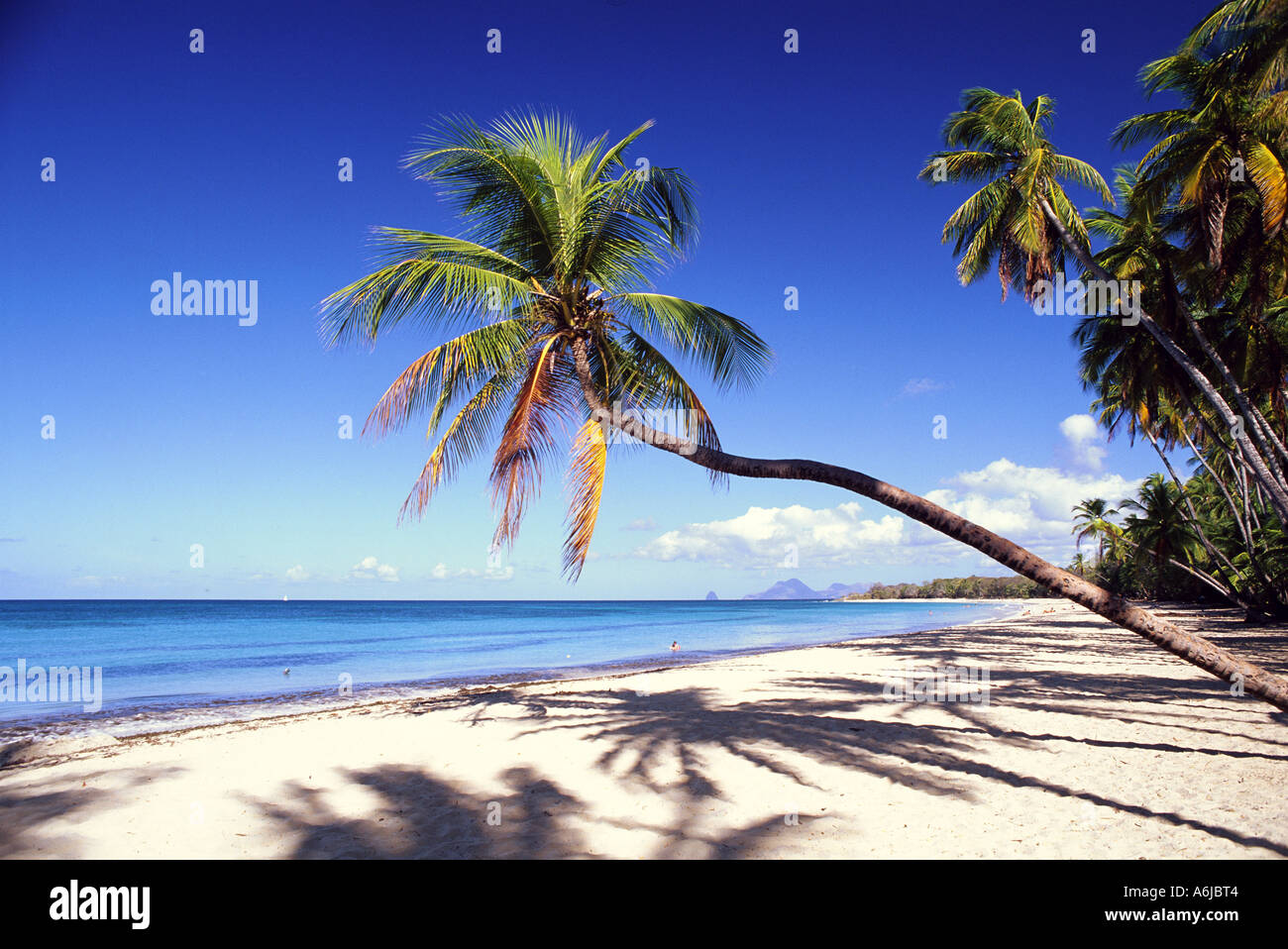 Caribbean Martinique Salines Beach Stock Photo - Alamy