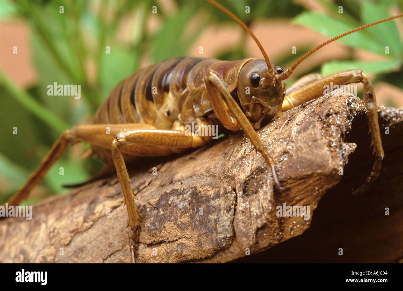 Giant weta from new Zealand worlds largest cricket and one of largest insects Stock Photo