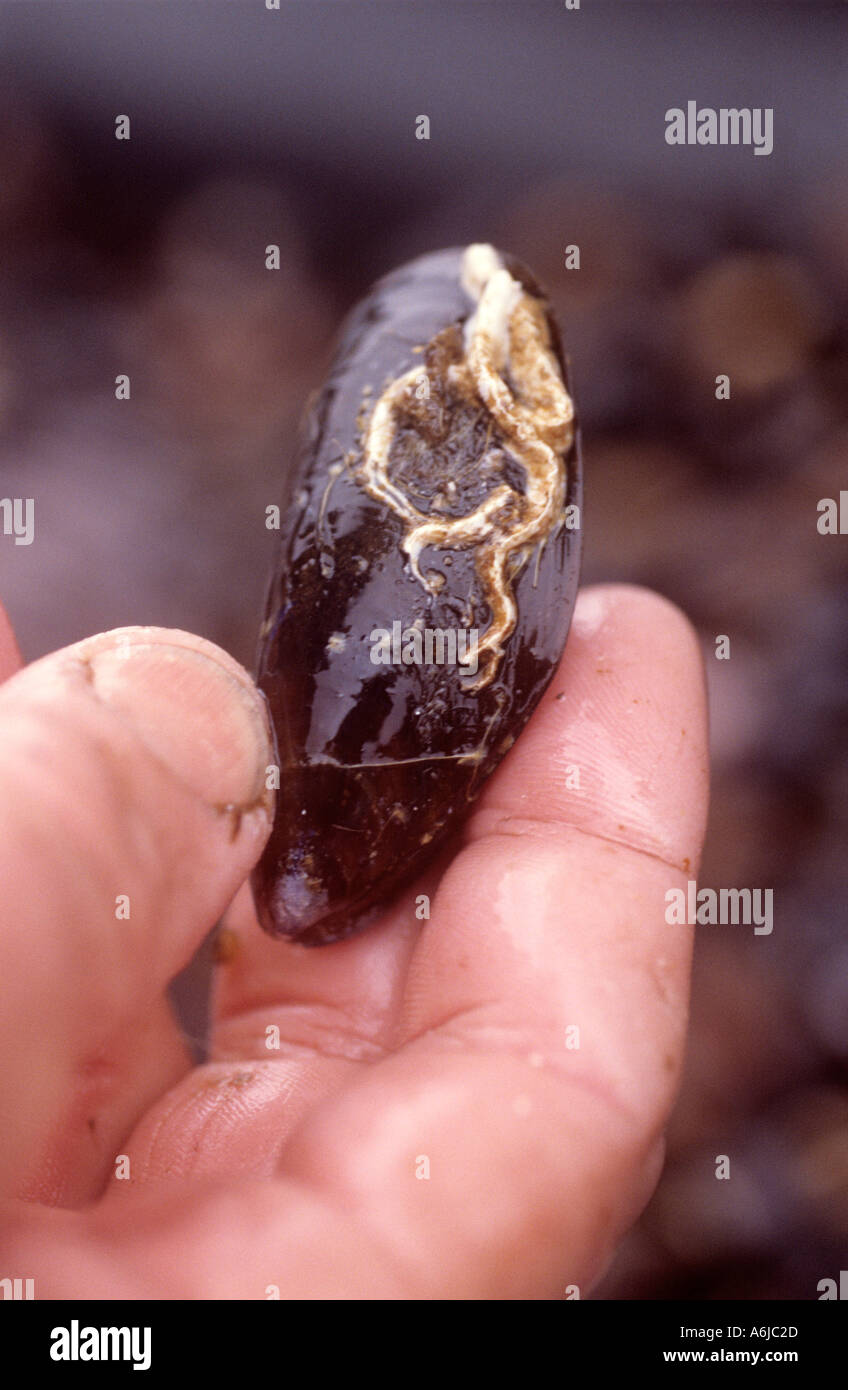 Mussel farmer holds uncleaned mussel Stock Photo Alamy