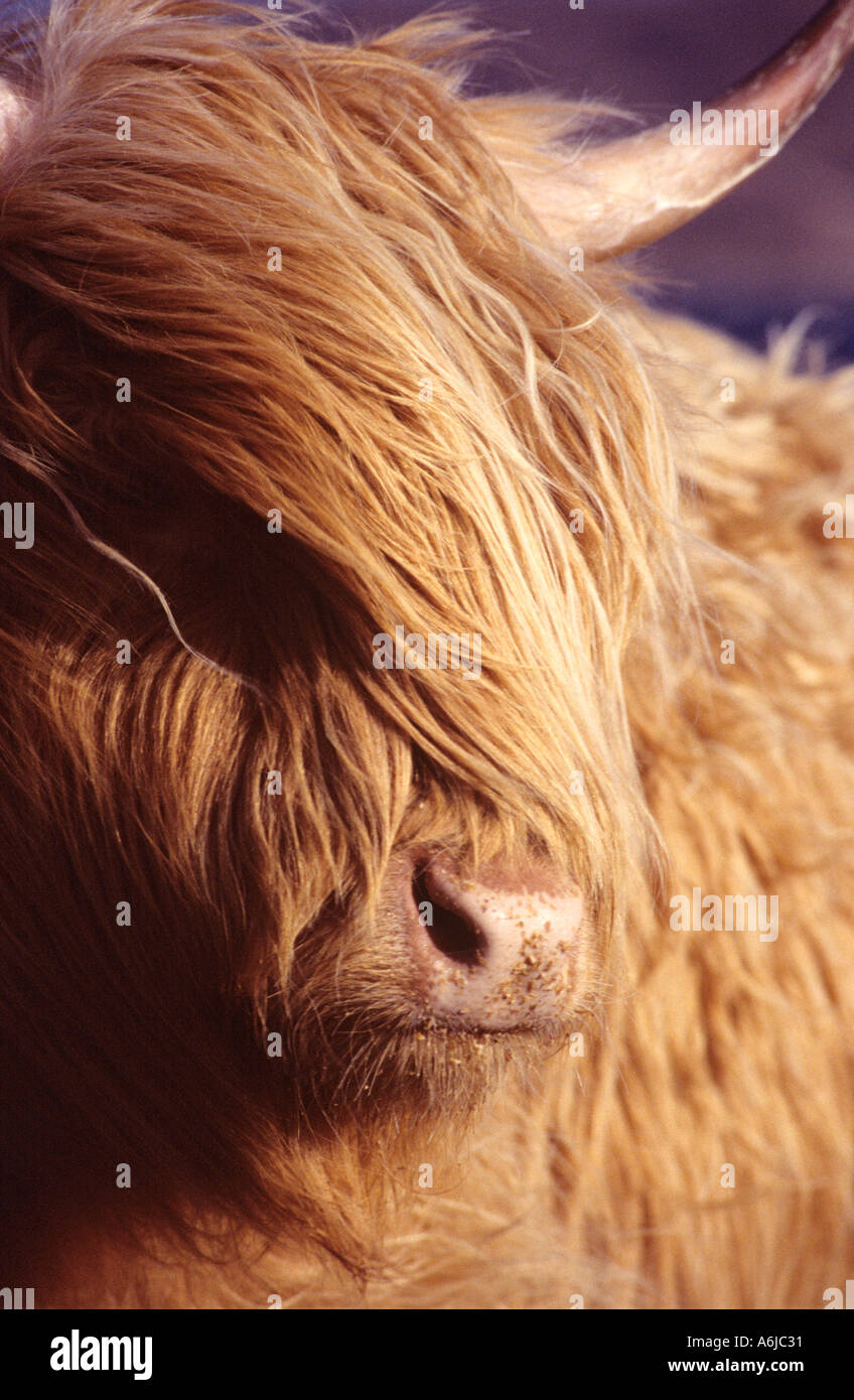 Highland cow on the Isle of Skye Scotland Stock Photo - Alamy