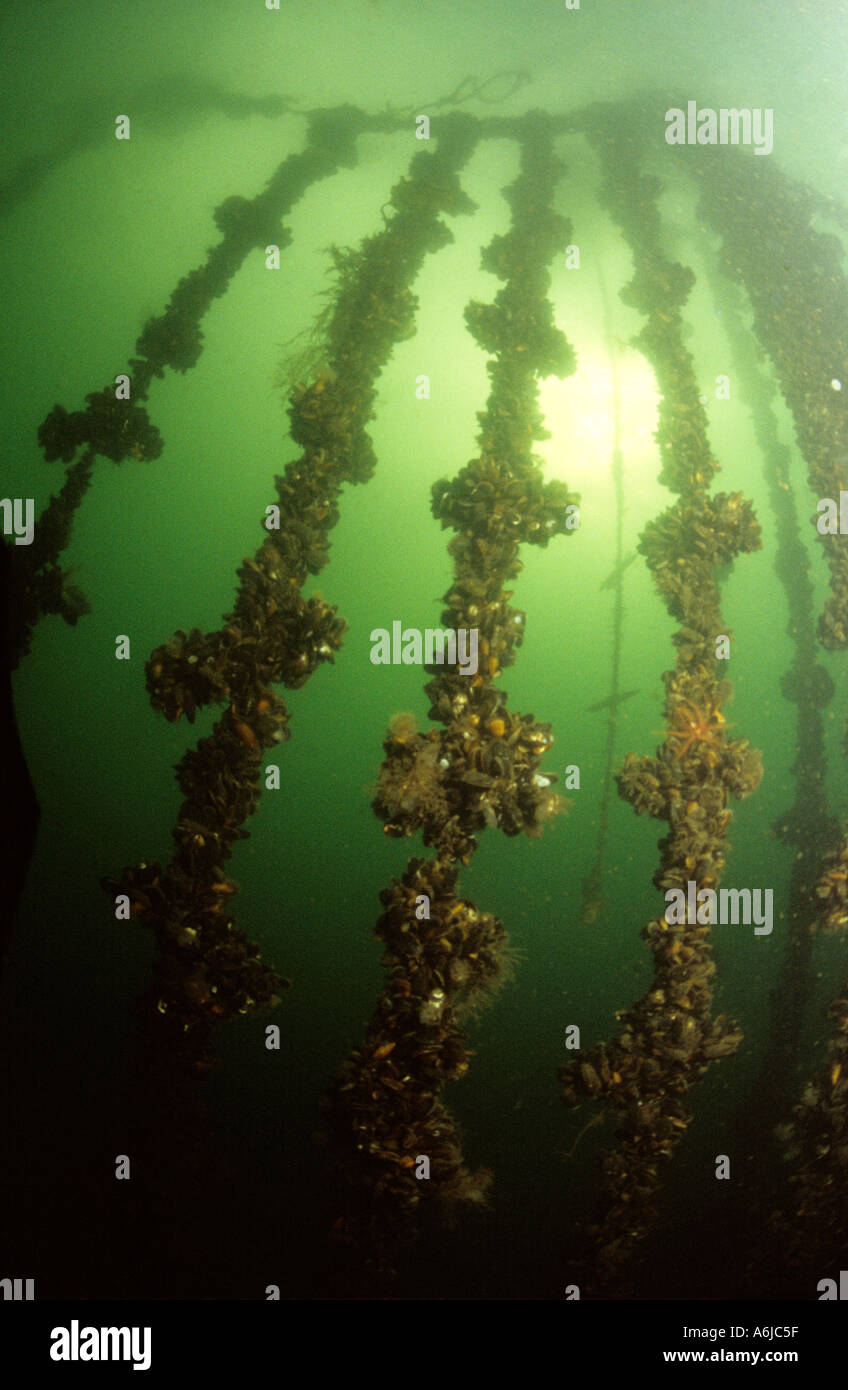 Mussels growing on ropes in sea loch filter feed from the water Stock