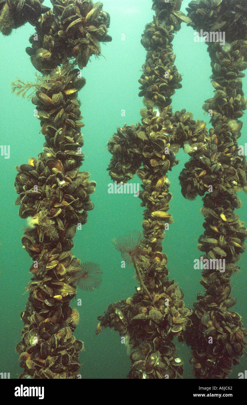 Mussels growing on ropes in sea loch filter feed from the water Stock