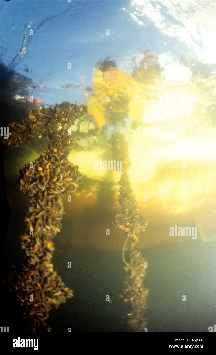 Underwater ropes hi-res stock photography and images - Alamy