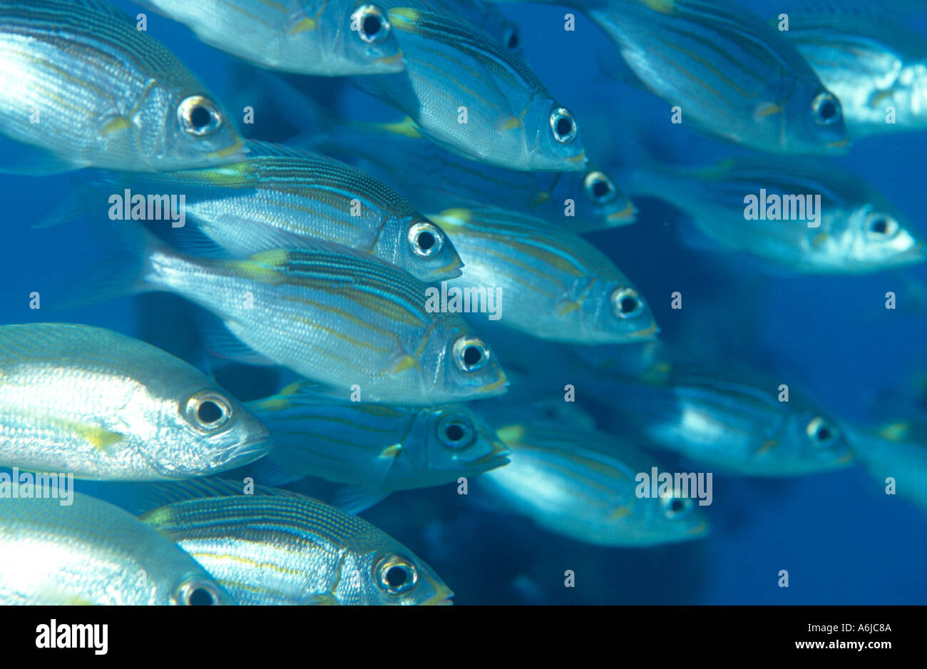 Yellowspot emperors hover in school above wreck Pacific Ocean Stock Photo
