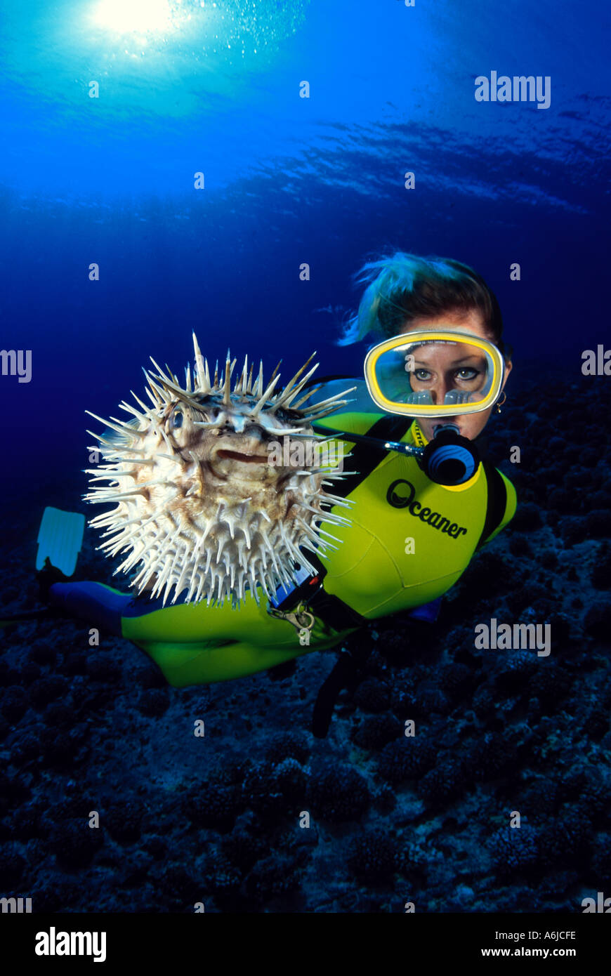 DIVER AND A SPINY PUFFERFISH Diodon holocanthus HAWAII Stock Photo