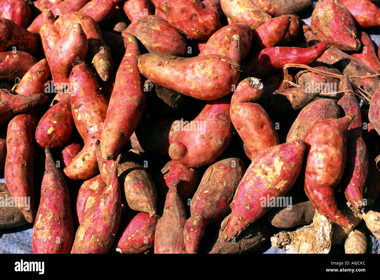 Caribbean Saint Martin Island Sweet potatoes Stock Photo
