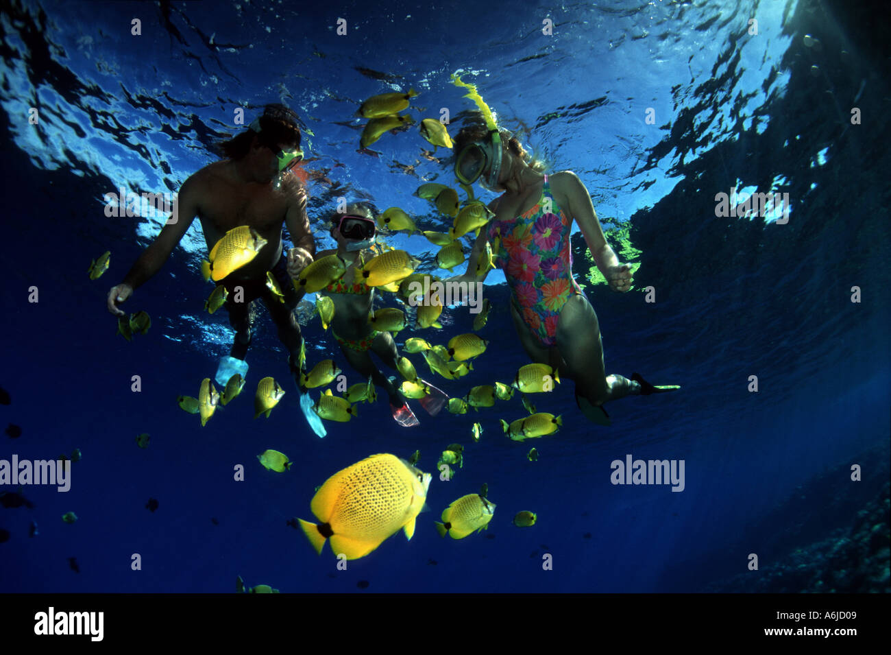 A FAMILY SNORKELING WITH BUTTERFLYFISH. HAWAII Stock Photo Alamy