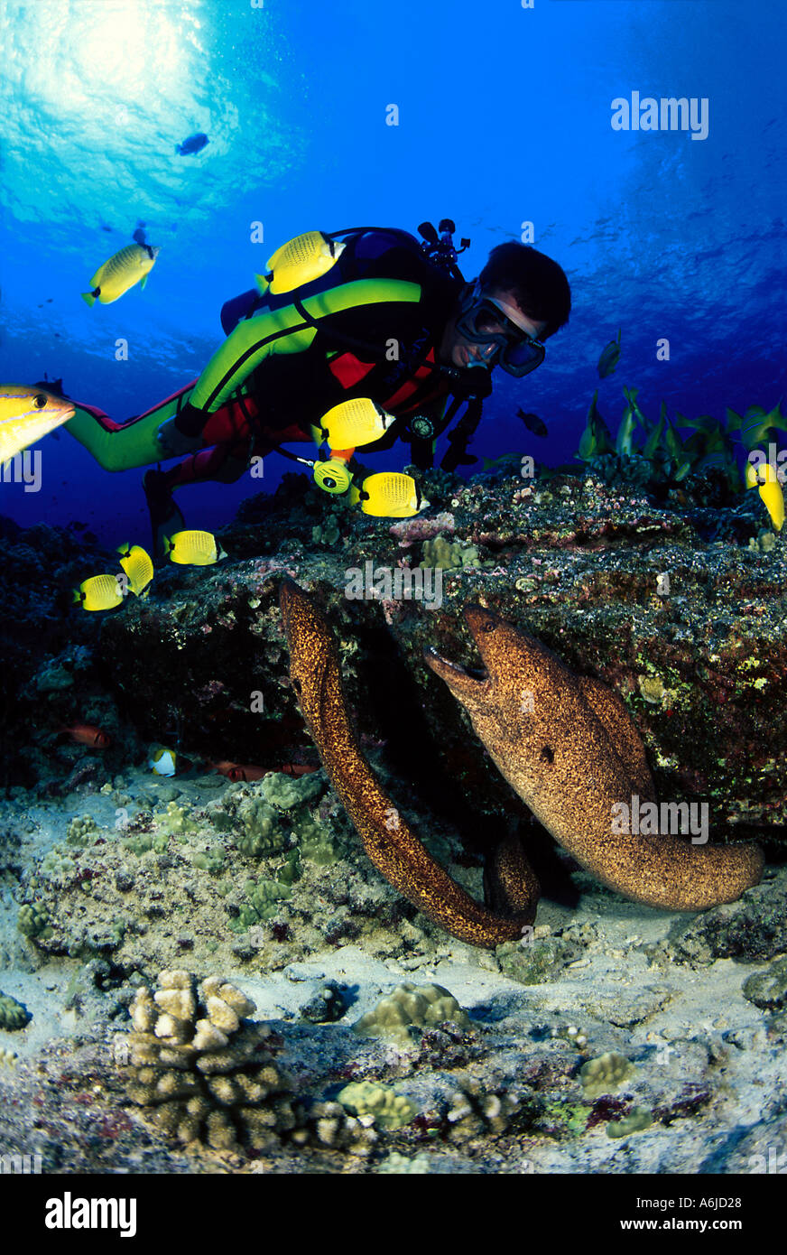 DIVER AND YELLOWMARGIN MORAY EELS Gymnothorax flavimarginatus. HAWAII
