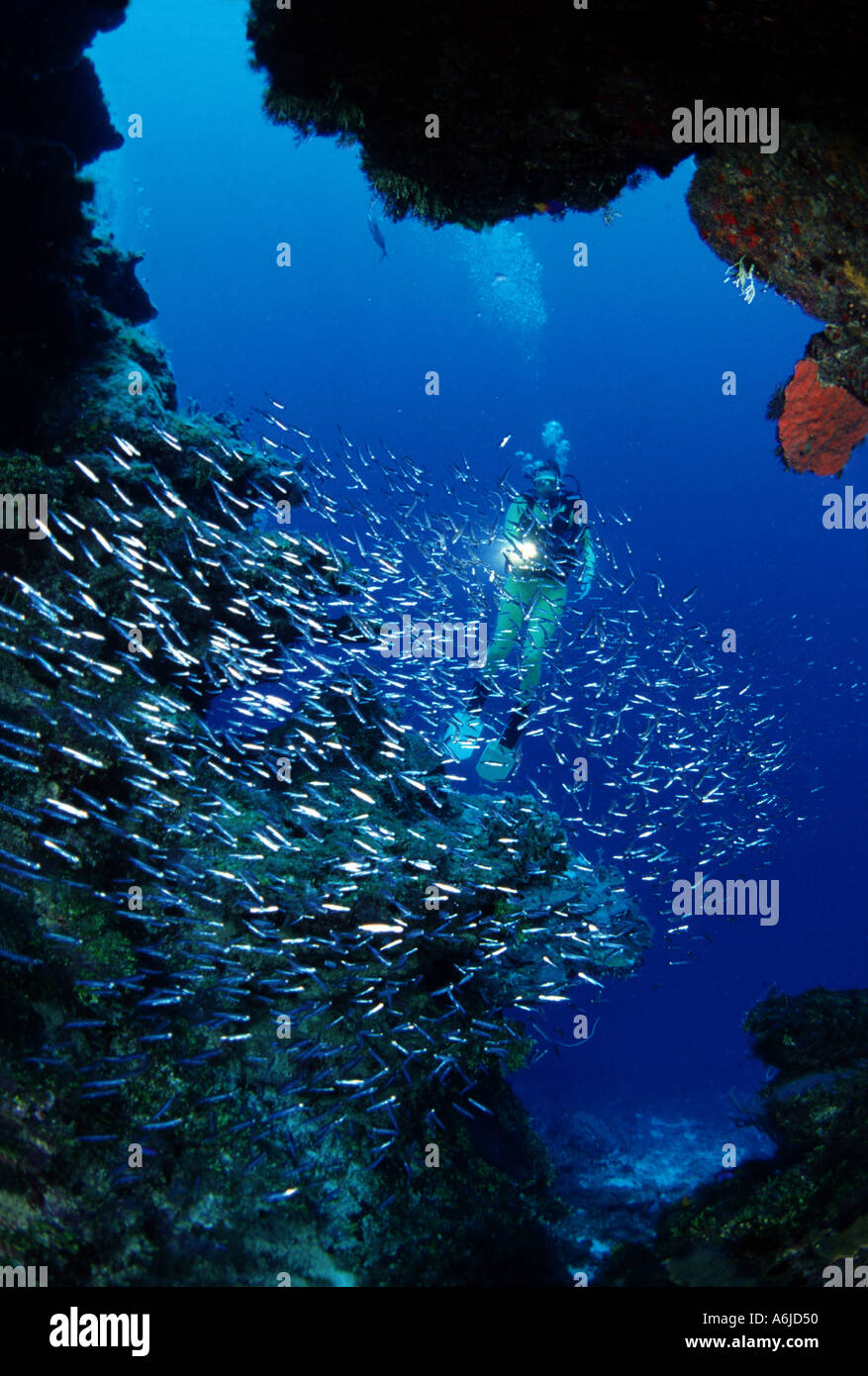 SCHOOLING BAIT FISH AND DIVER. ROATAN, HONDURAS Stock Photo Alamy