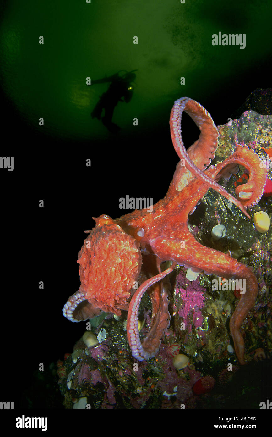 Giant pacific octopus diver hires stock photography and images Alamy