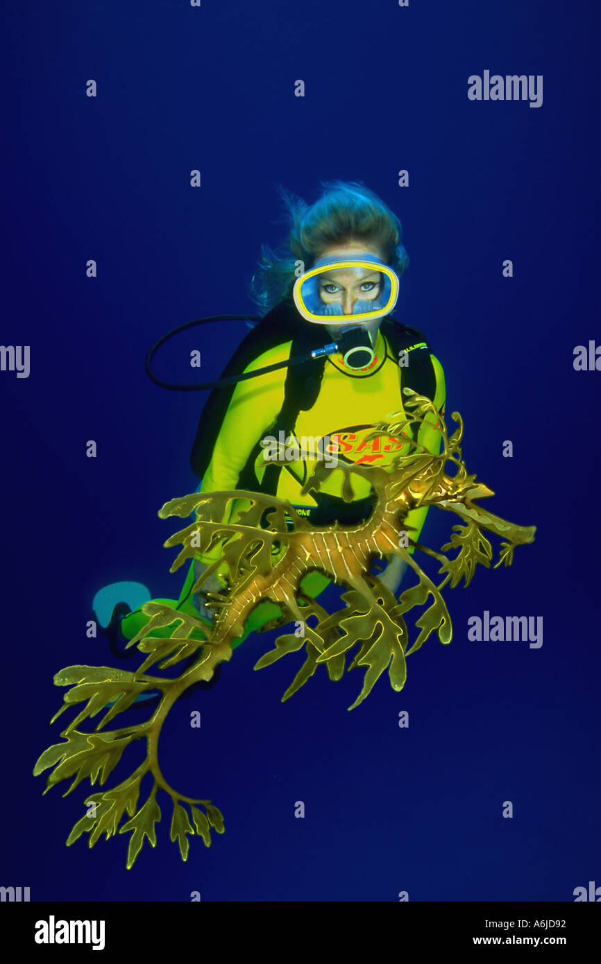 Leafy Sea Dragon Phycodurus Eques And Diver Mr Spencer Gulf South