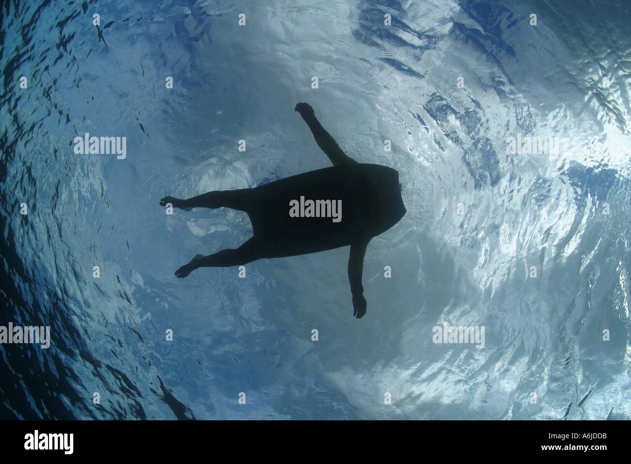 Sharks eye view of a man MR floating on a boogy board Hawaii  Stock Photo